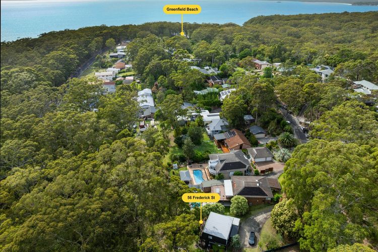 Bush Baby at Blenheim Beach, Vincentia