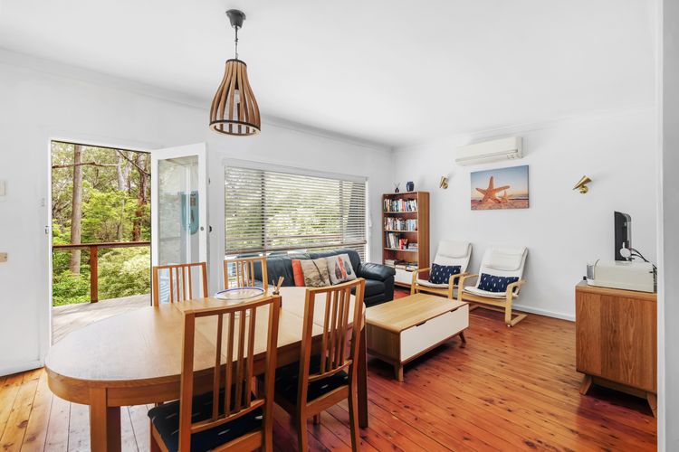 Bush Baby at Blenheim Beach, Vincentia