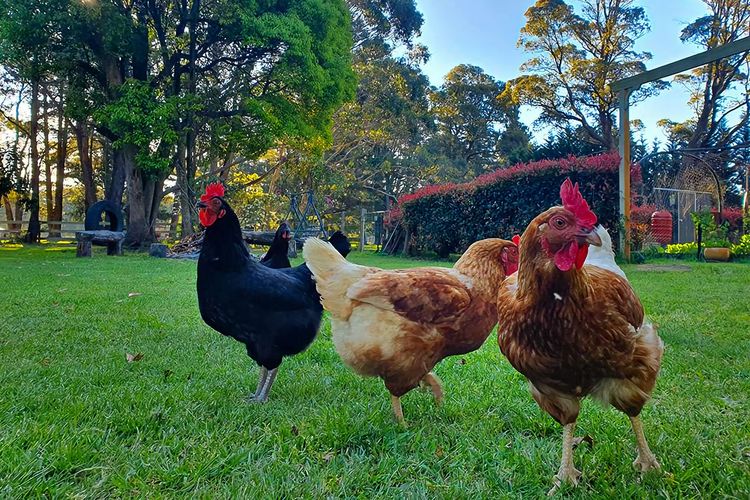 Creek View Cottage, Fitzroy Falls