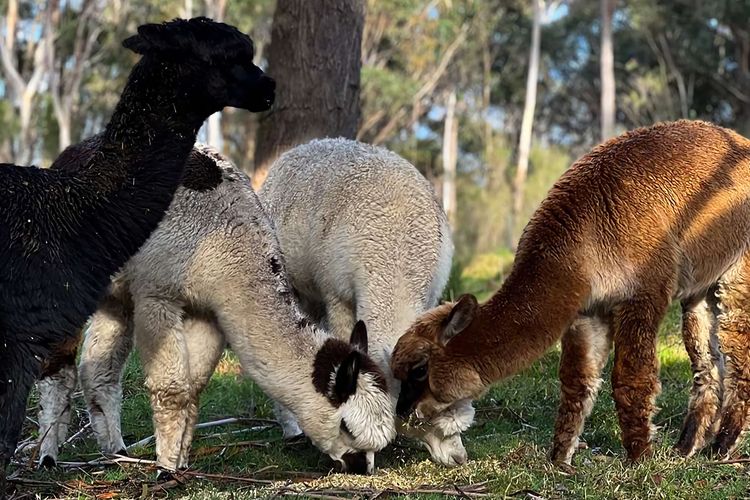 Creek View Cottage, Fitzroy Falls