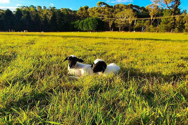 Creek View Cottage, Fitzroy Falls
