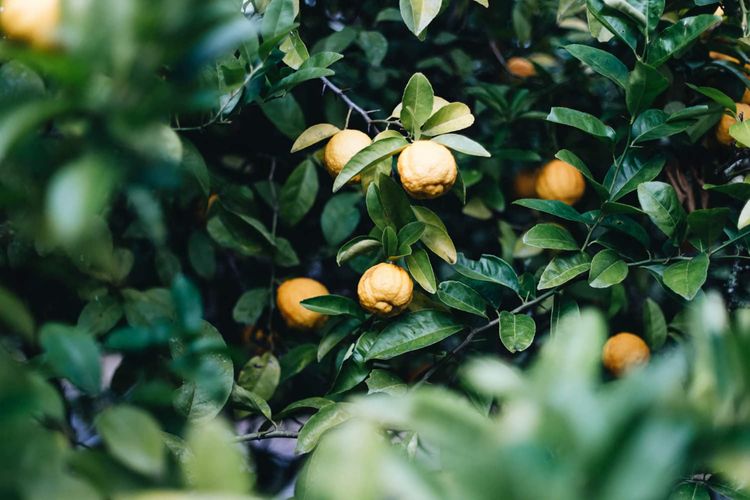 Lemon Tree Cottage, Kangaroo Valley