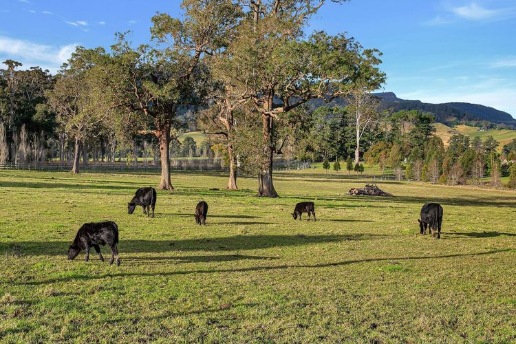 Maddys KV, Kangaroo Valley