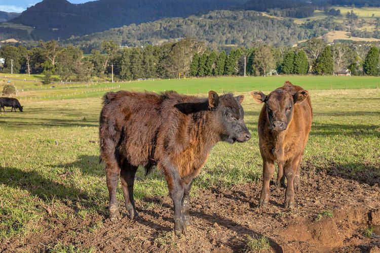 Maddys KV, Kangaroo Valley