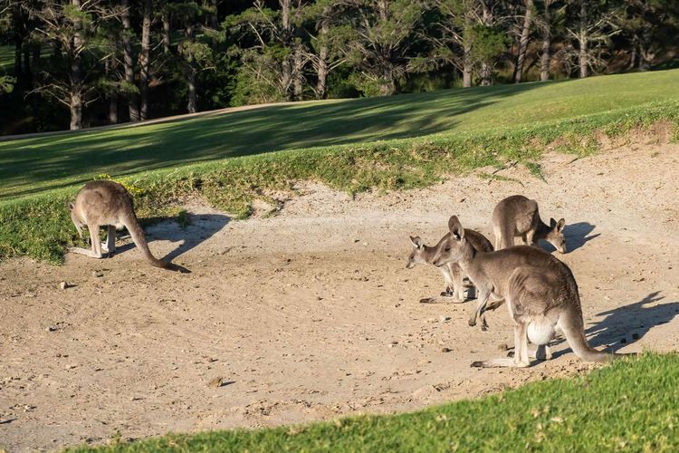 Villa 27 Kangaroo Valley Golf Course, Kangaroo Valley