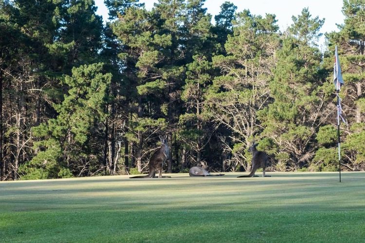 Villa 27 Kangaroo Valley Golf Course, Kangaroo Valley