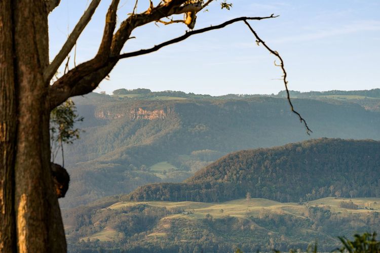 Ribbonwood, Kangaroo Valley