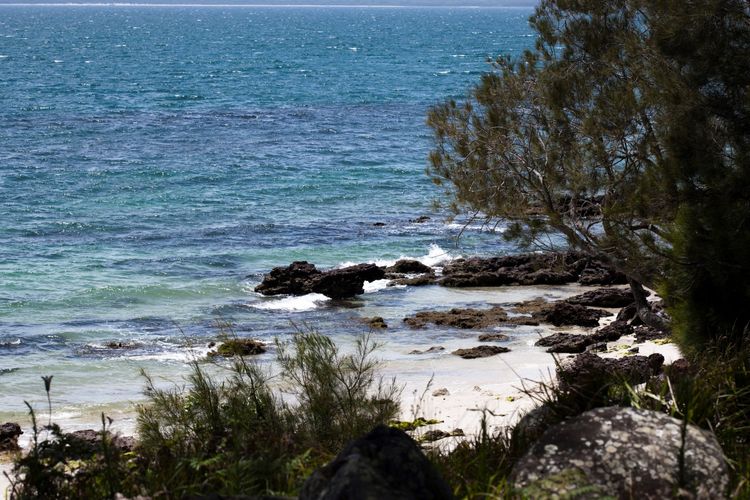 Grey Gums on Jervis, Vincentia