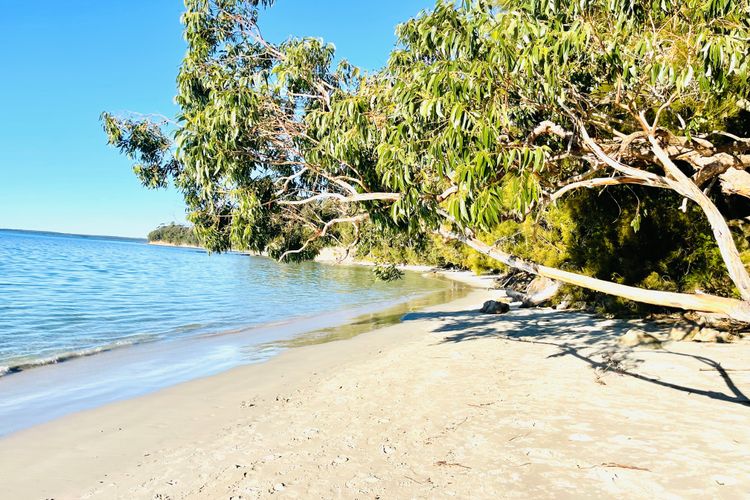 The Blue Whale Huskisson by Book Jervis Bay