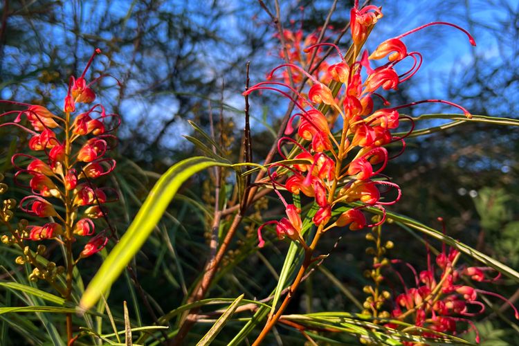 KURRUMBIN! – Vincentia FREE WIFI, FREE LINEN, 300m From the beach