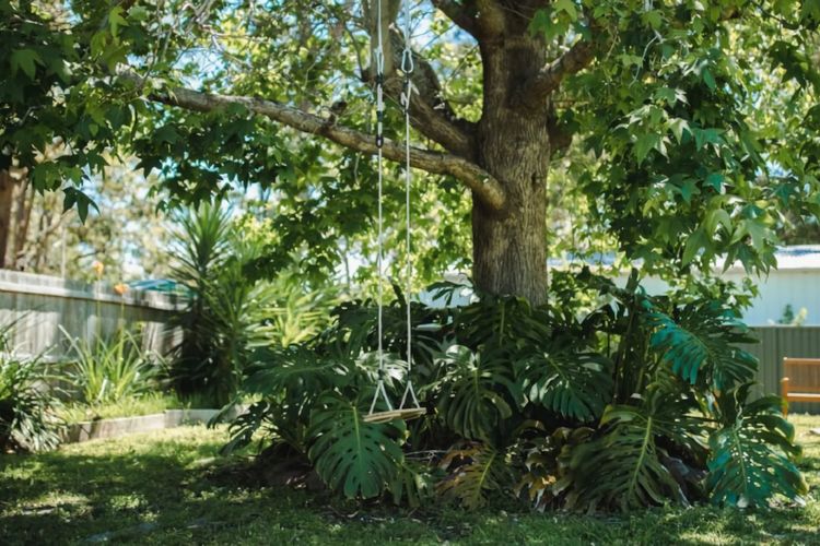 Back Yard
