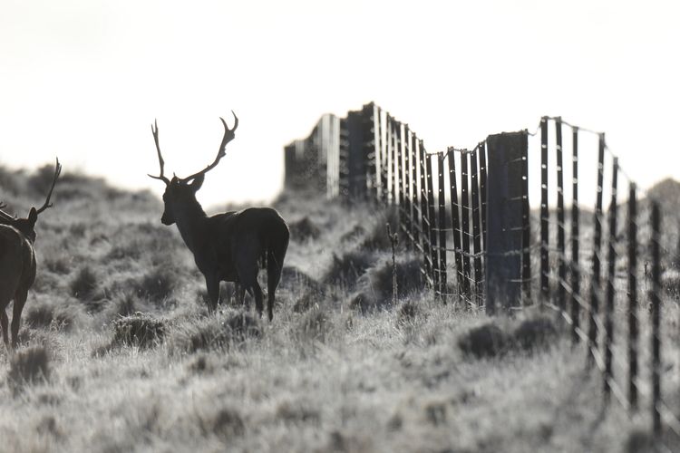 Brumbies Run – 92B Chongs Rd