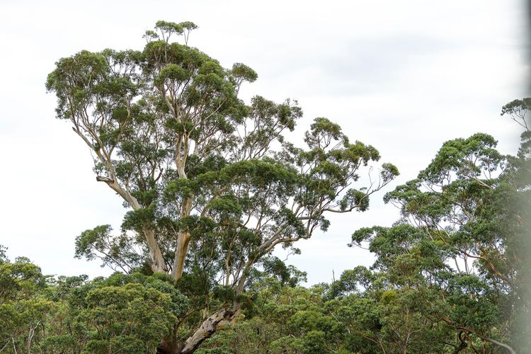 Iluka Coastal Retreat