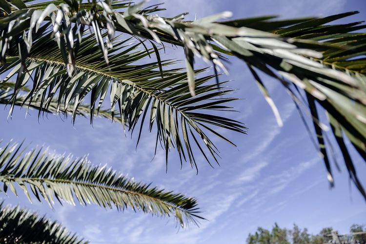 Baharini Narrawallee