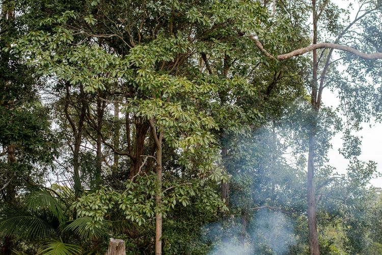 Rise in Mollymook Beach