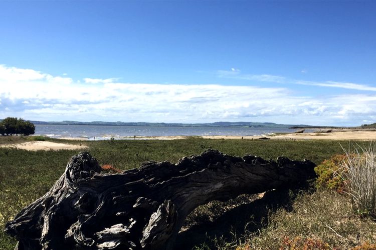 Driftwood