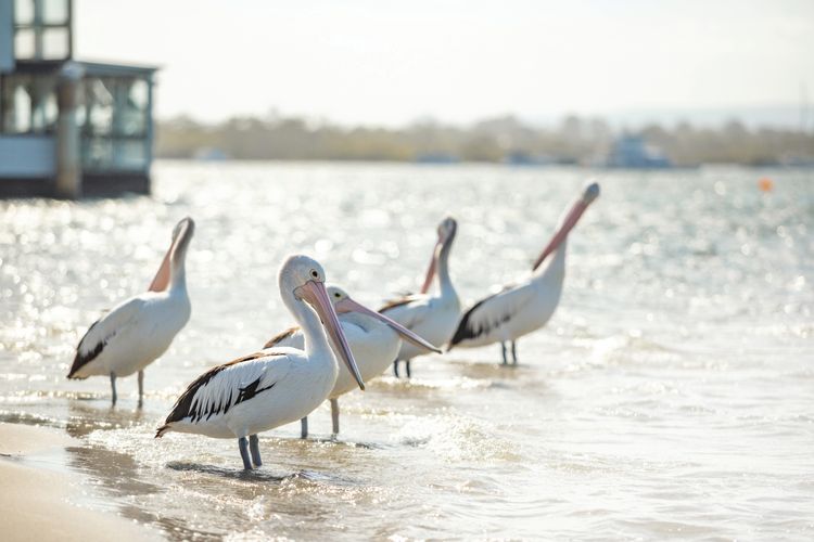 Noosa River Gardens 1 Hilton Terrace 76