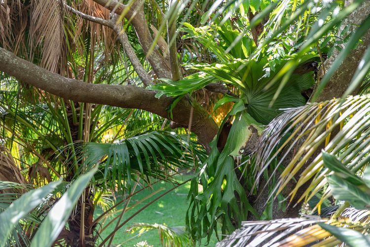 Solitary Views – Sapphire Beach