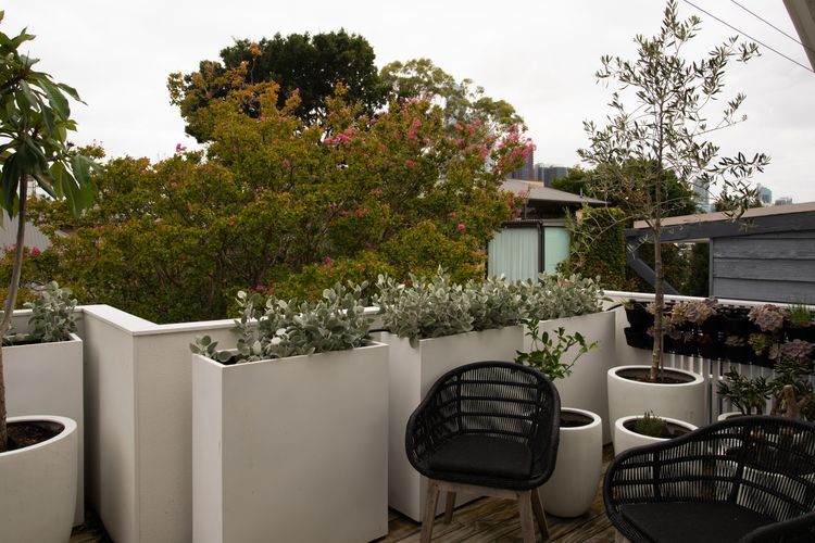 Balmain Enclave ISYD