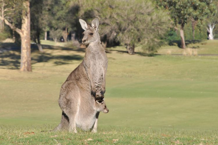 Golfing onsite with amazing views!