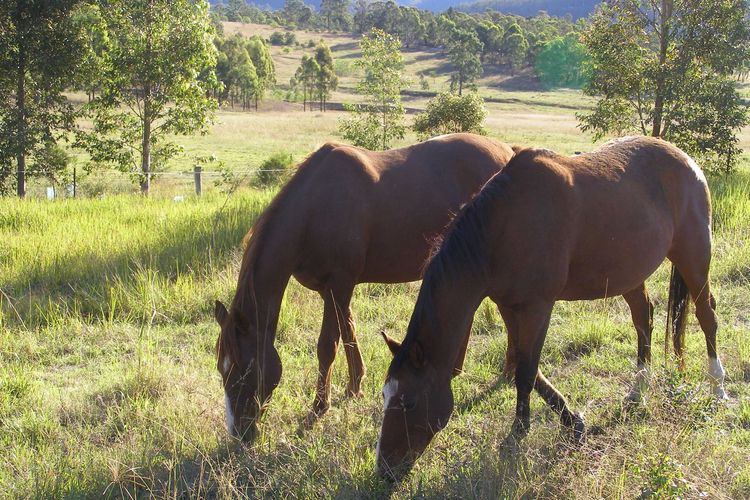 Corymbia Cottage – Broke’s Secluded Escape for max 4 guests