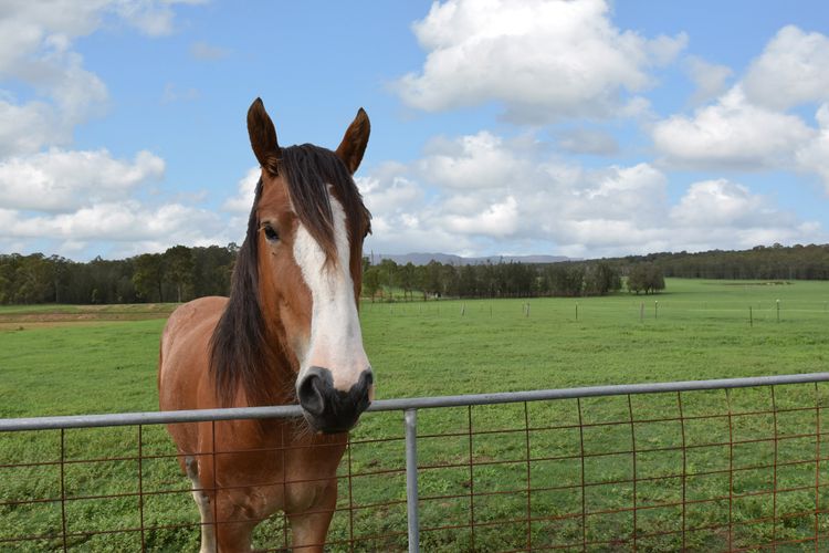 Kelman Cottage – tucked away with pool + views + native wildlife