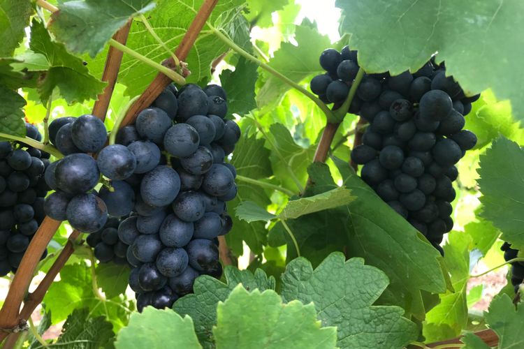 Kinloch Cottage Stunning Stay on Daisy Hill Vineyard