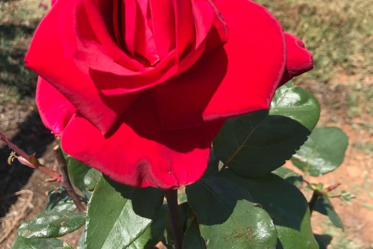 Kinloch Cottage Stunning Stay on Daisy Hill Vineyard