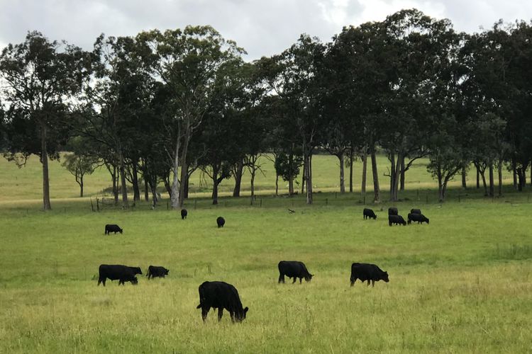 Kinloch Cottage Stunning Stay on Daisy Hill Vineyard