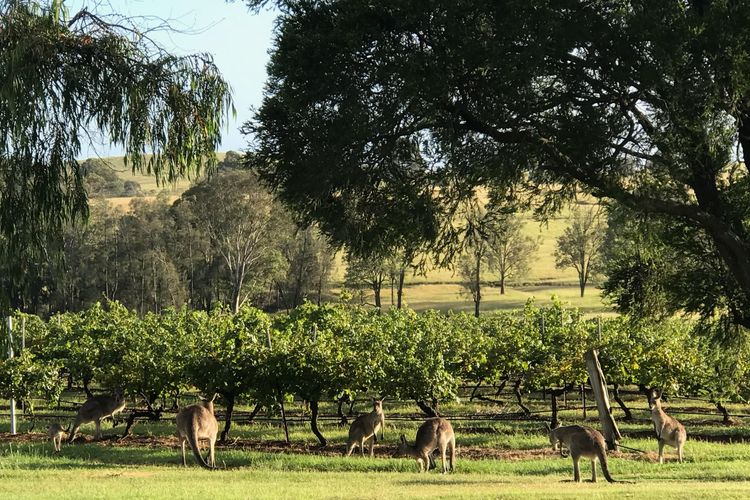 Kinloch Cottage Stunning Stay on Daisy Hill Vineyard