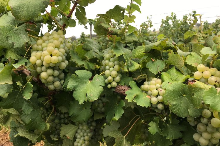 Kinloch Cottage Stunning Stay on Daisy Hill Vineyard