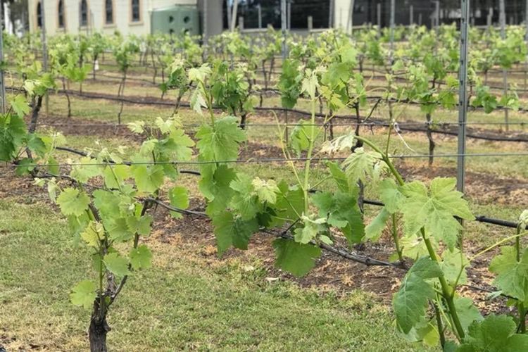 Ironbark Hill Villa 5 – Vermentino