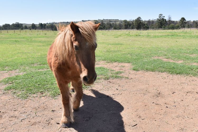 Soldiers Cottage Picturebook Vineyard Oasis
