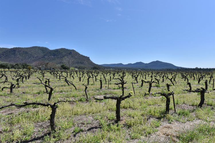 Soldiers Cottage Picturebook Vineyard Oasis