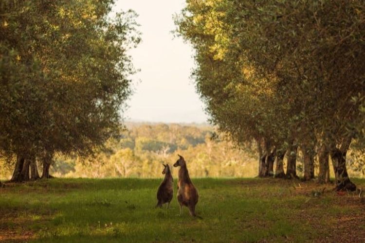 Block Eight Estate Gum Trees Villa
