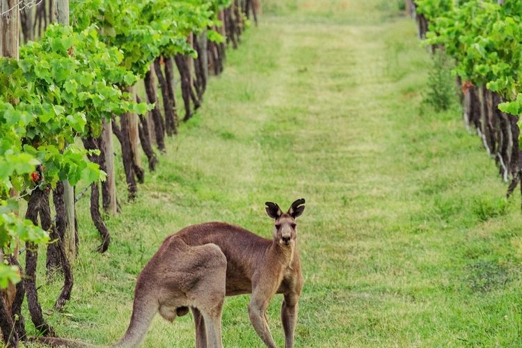 Block Eight Estate Vineyard View Villa