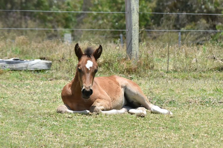 Wallaby Gully Farm Cottage – Peace, Quiet, Serenity