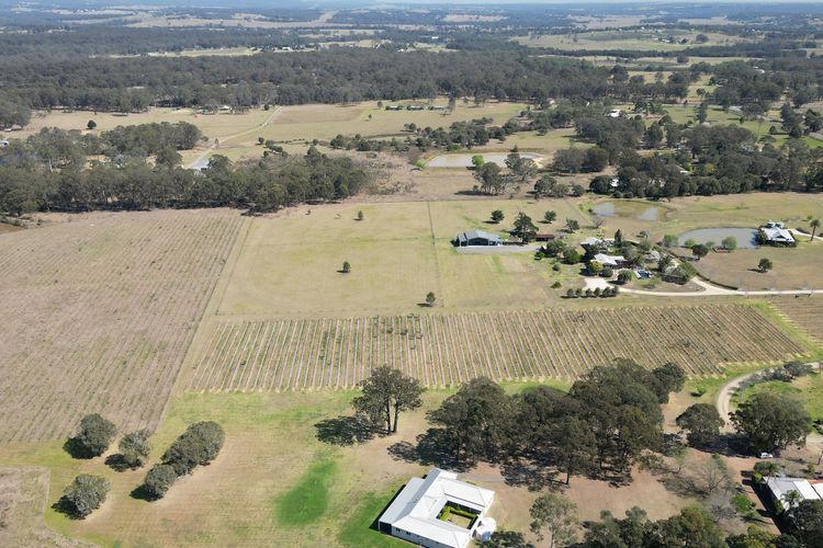 Olives and Vines at Majors Lane