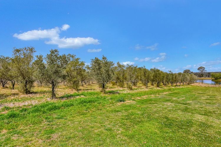Olives and Vines at Majors Lane