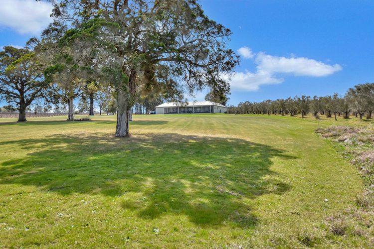 Olives and Vines at Majors Lane