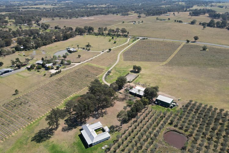 Olives and Vines at Majors Lane