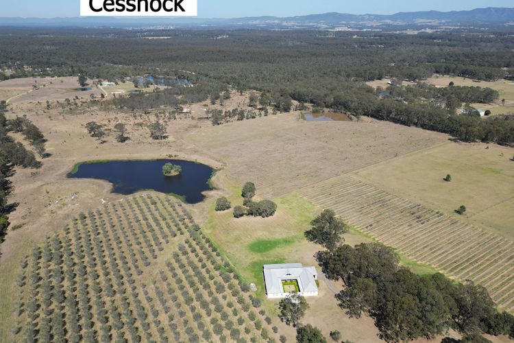 Olives and Vines at Majors Lane