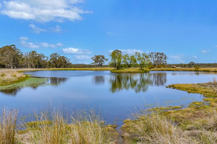 Olives and Vines at Majors Lane