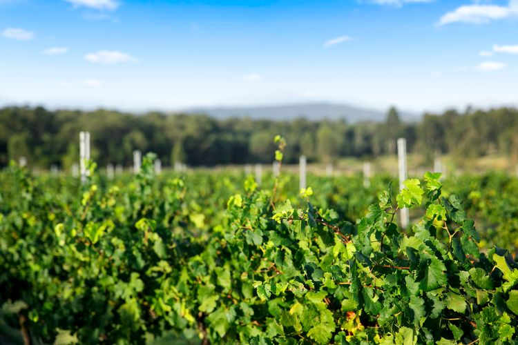 Palmers Lane On Vineyard Homestead
