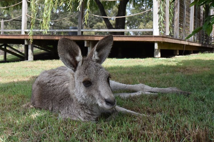Palmers Lane On Vineyard Homestead