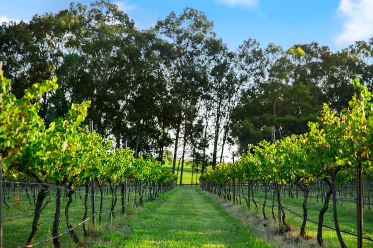 Palmers Lane Vineyard Estate and Retreat with Pool offers a large 6br home and 2br cottage