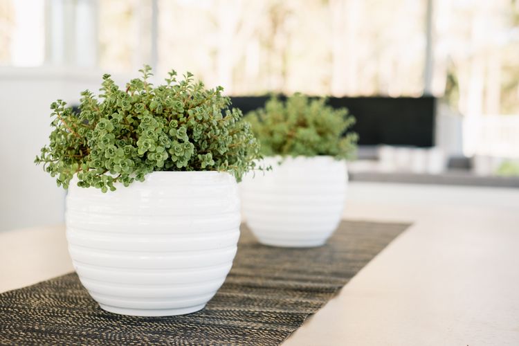 Whitevale Luxury Estate – Weddings, Functions, Corporate Retreats