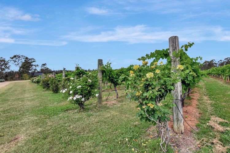 Bracken Ridge Vineyard – The Kingston – Villa 3