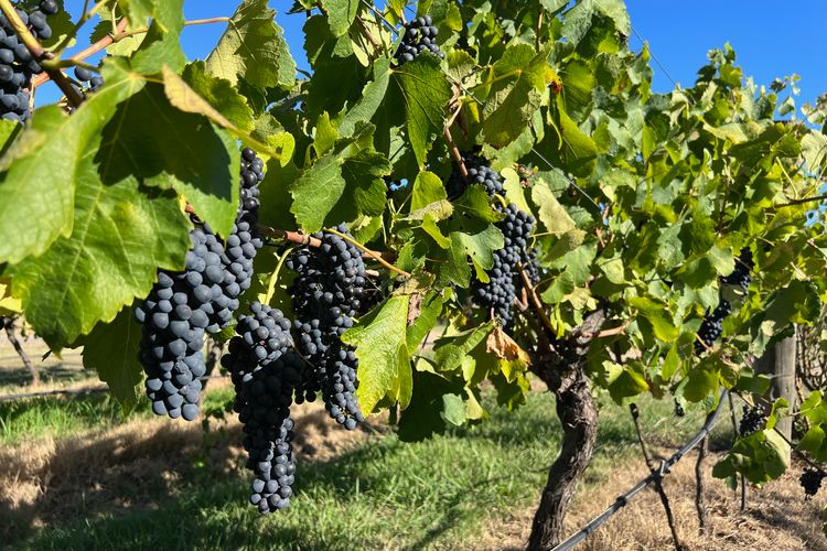 Bracken Ridge Vineyard – The Chetwynd – Villa 4