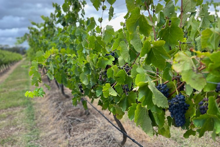 Bracken Ridge Vineyard – The Athabascan – Villa 5